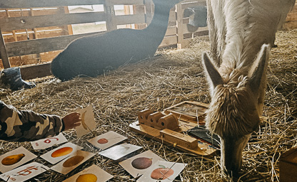 Alpakoterapia indywidualna 01