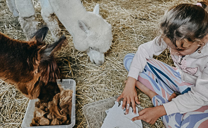 Alpakoterapia indywidualna 03