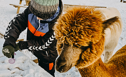 Alpakoterapia indywidualna 06