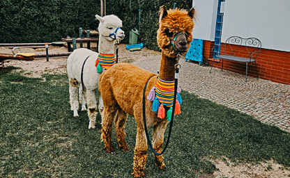 Wizyty alpak w Waszej placówce 02
