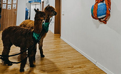 Wizyty alpak w Waszej placówce 03