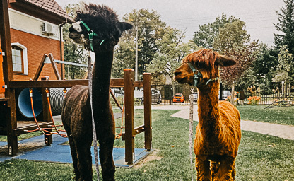 Wizyty alpak w Waszej placówce 05